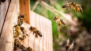 bees entering a hive