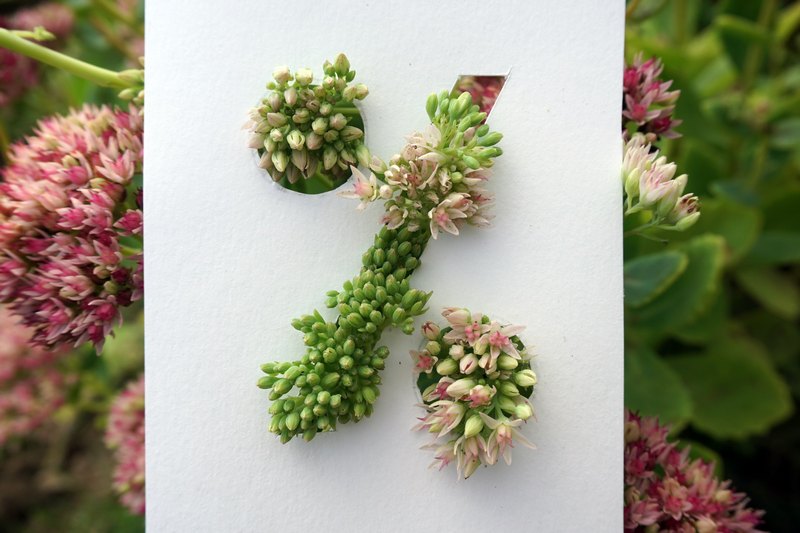 Plants arranged to look like a percentage sign